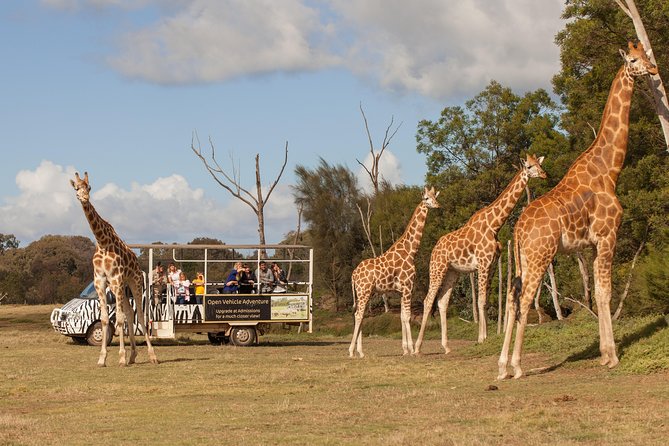 Deluxe Safari Adventure at Werribee Open Range Zoo - excl. entry - The 75-minute off-road safari, step by step