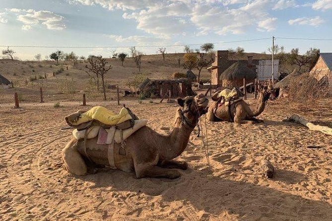 Desert Camel Safari Day Tour In Jodhpur - Who should book this camel safari day tour?