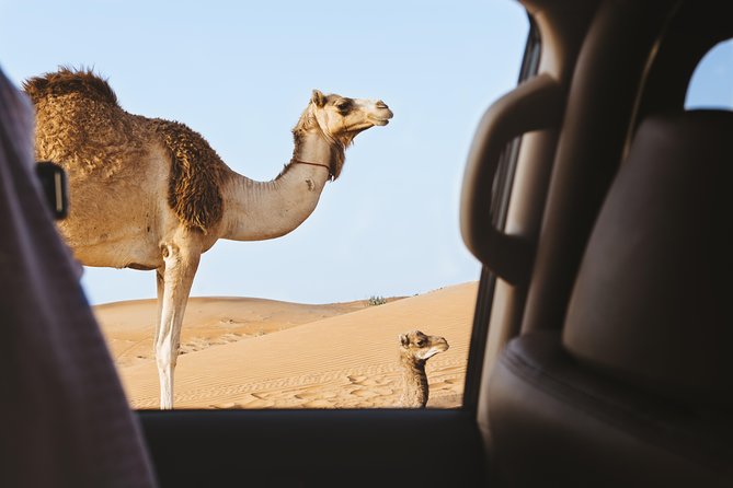 Desert Safari – Morning, Afternoon, Sunrise & Sunset Options - Camel camp and dune-edge prep: where the photos start