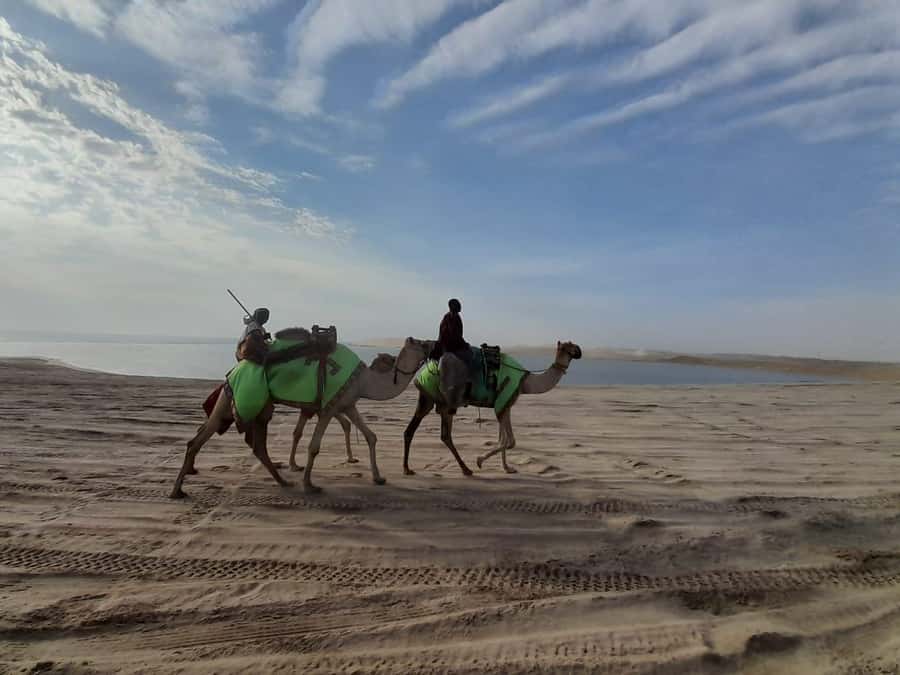 Desert Safari, Quad Bike, Camel Ride, Falcon & Sandboarding - Sealine Beach stop: where dune bashing goes from street to roller-coaster