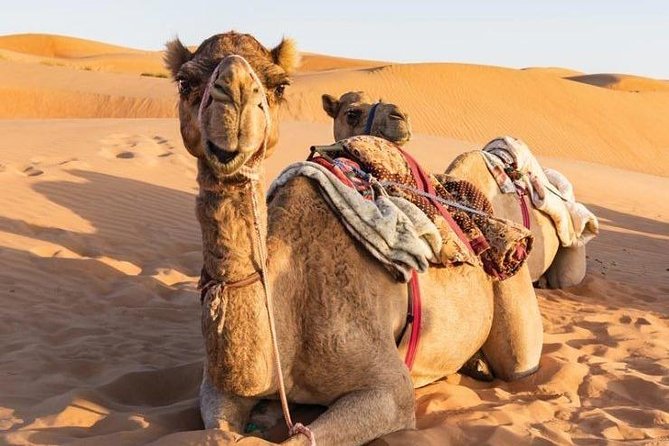 Desert Safari Sharing Tours - Desert Dunes Meet Year-Round Wadi Water