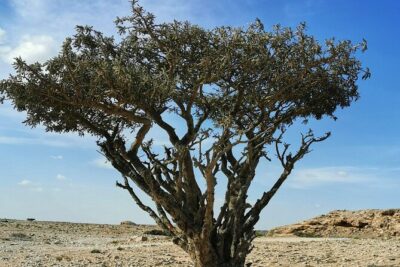 Desert Safari, Sunset & Sand Bashing (Rub Al Khali Desert) - The Frankincense Trail and Ubar at Shisr: the Lost City feeling