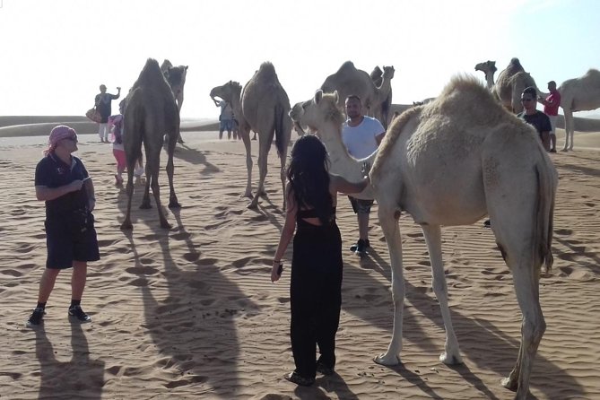 Desert Safari Tour, Quad Bike with BBQ Dinner & Show from Dubai - Choosing your best option: 4 hours vs 7 hours