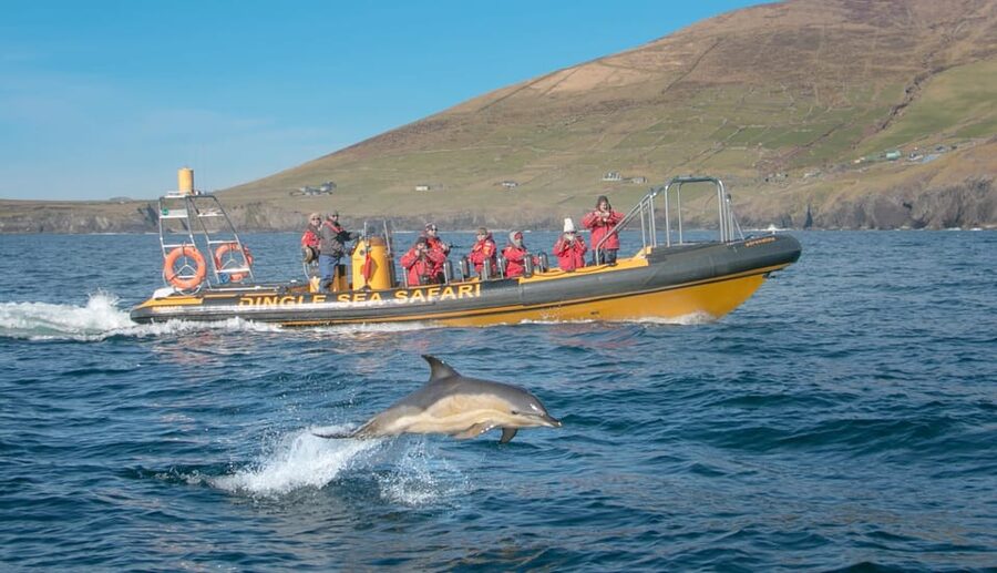 Dingle: Sea Safari by RIB Boat - Getting started at Dingle Sea Safari: office to pier