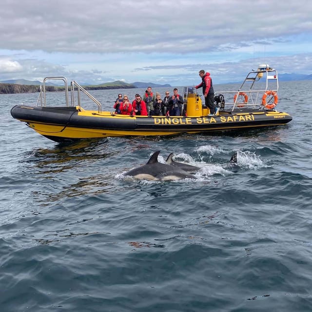 Dingle: Sea Safari by RIB Boat - Great Blasket Island: why it matters beyond the postcard view