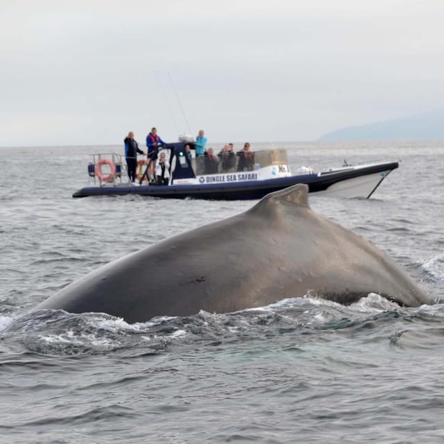 Dingle: Sea Safari by RIB Boat - Price and value at about $125 per person