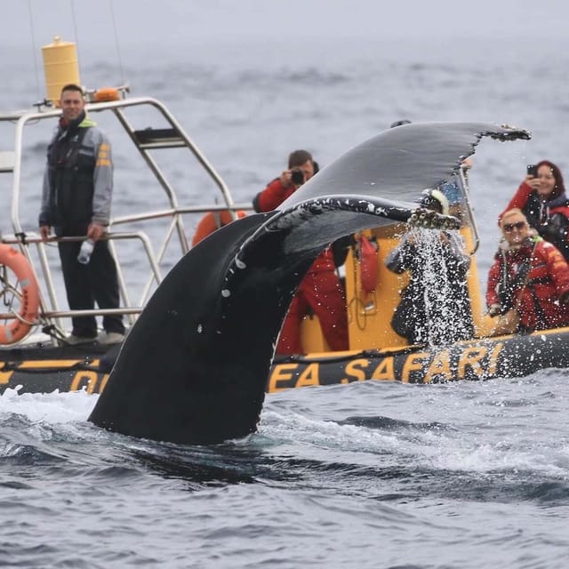 Dingle: Sea Safari by RIB Boat - Who should book, and who should skip this sea safari