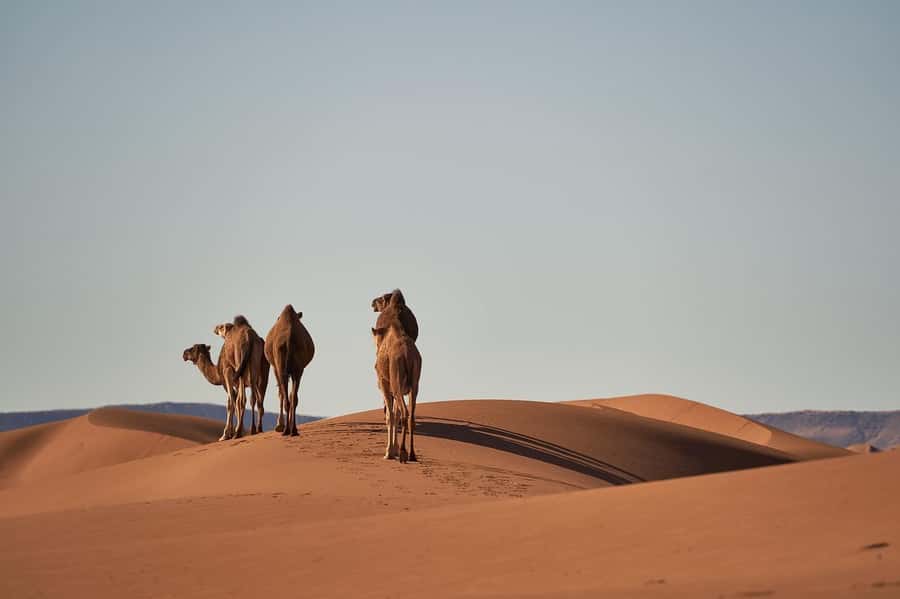 Doha: Combo City Tour, Souq Waqif & 4WD Desert Safari - Key things to know before you go