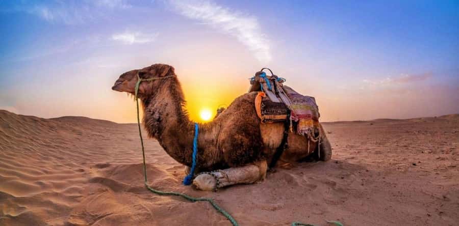 Doha: Desert Safari with Camel Ride Family Friendly Tour - Drinks, meals, and the practical stuff you can control