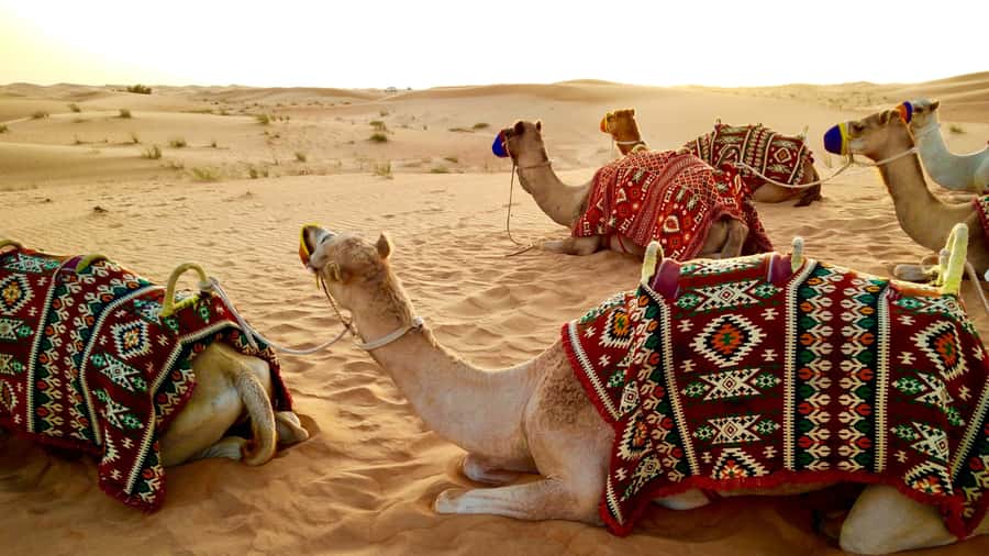 Doha: Dune Bashing Safari, Falcon, Camel, ATV, Sandboarding - The Inland Sea Stop Near Saudi Arabia: Where the Mood Changes