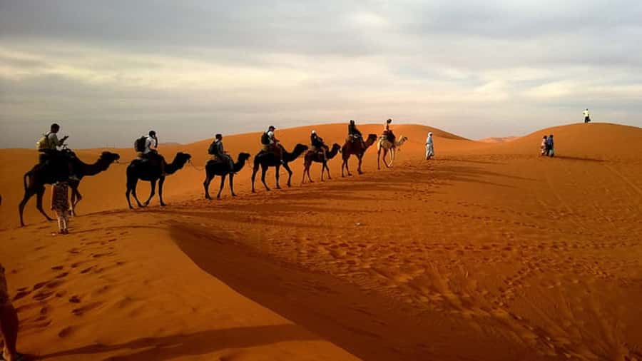 Doha: Dune Bashing Safari, Falcon, Camel, ATV, Sandboarding - Who This Safari Fits Best (and Who Should Skip It)