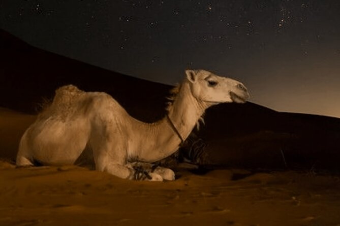 Doha Night Desert Safari Camel Ride Dune Bashing with Transfer - Price check: what $50.84 buys in real terms
