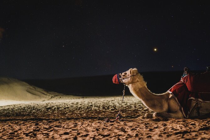Doha : Night Desert Safari | Transit Safari | Camel ride | Dune Bashing - From National Museum Metro to Sealine Beach: the transit safari plan
