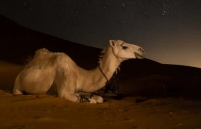Doha: Night Desert Safari with Stargazing & Camel Ride - Getting picked up in an A/C Toyota Land Cruiser (and why it matters)