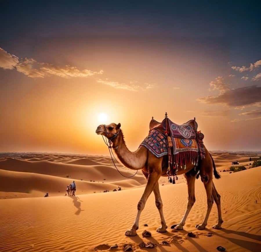 Doha: Nighttime Desert Safari with Dune Bashing & Camel Ride - Key highlights to look for
