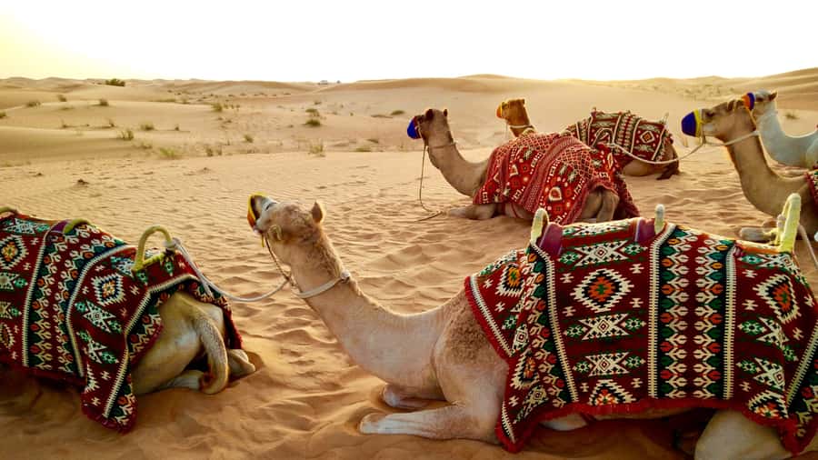 Doha:Safari Tour with Lunch/Dinner in Desert by the Sea Side - Key Things That Make This Safari Worth It