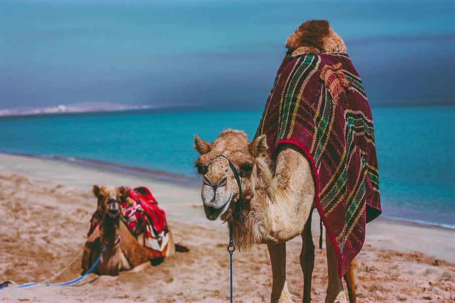 Doha:Safari Tour with Lunch/Dinner in Desert by the Sea Side - Sealine Beach Camp: BBQ Dinner (or Lunch), Plus a Swim Opportunity
