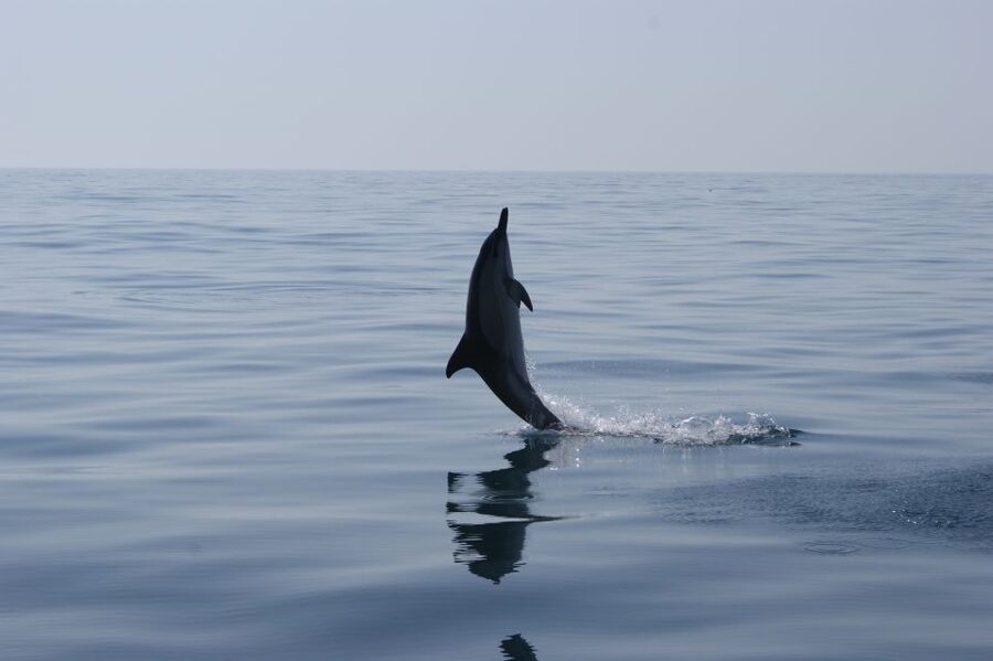 Dolphin Safari and Cave Tour in Vilamoura - Key things to know before you go