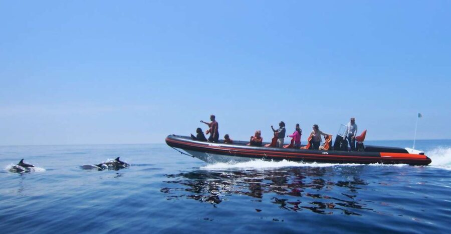 Dolphin Safari and Cave Tour in Vilamoura - The dolphin hunt off the Algarve coast: what you’re aiming to see