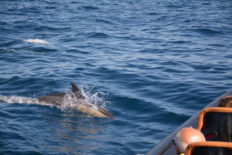 Dolphin Safari and Cave Tour in Vilamoura - The coastal cruise back to Vilamoura: why the ride itself is part of the value