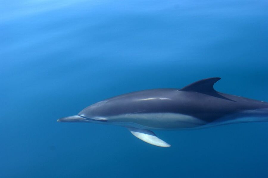 Dolphin Safari and Cave Tour in Vilamoura - Price and value: is $47 per person a fair deal?
