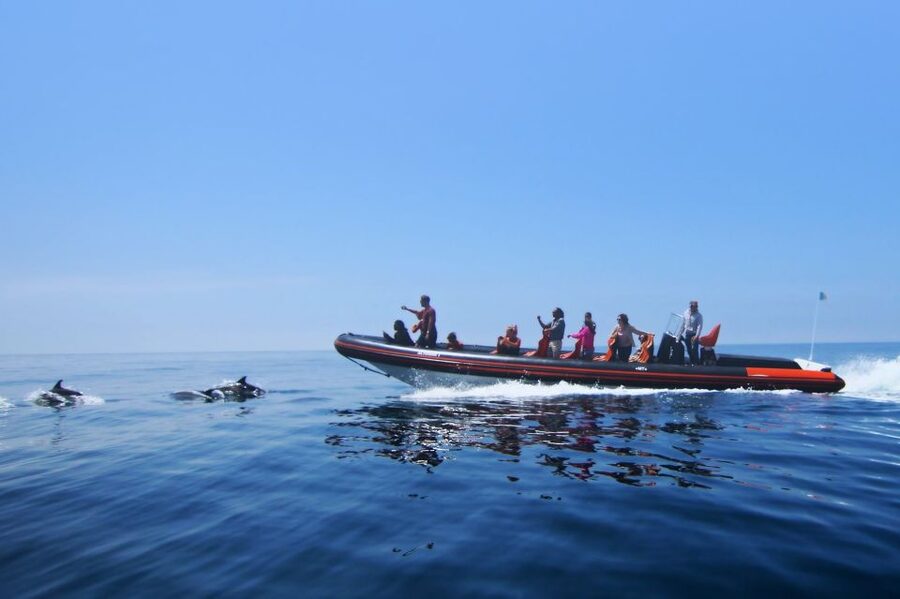 Dolphin Safari and Cave Tour in Vilamoura - From Office 5 at Vilamoura Marina: where the day starts