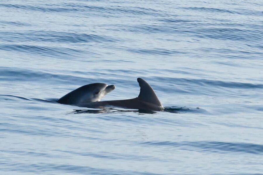 Dolphin Safari Boat Trip from Marina Funtana - Key things to know before you go