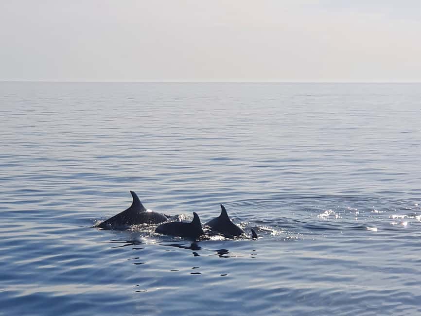 Dolphin Safari Boat Trip from Marina Funtana - Dolphin spotting on this route: what to watch for