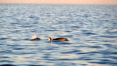 Dolphin Safari Boat Trip from Marina Funtana - 150 Minutes of island views near Vrsar and Funtana
