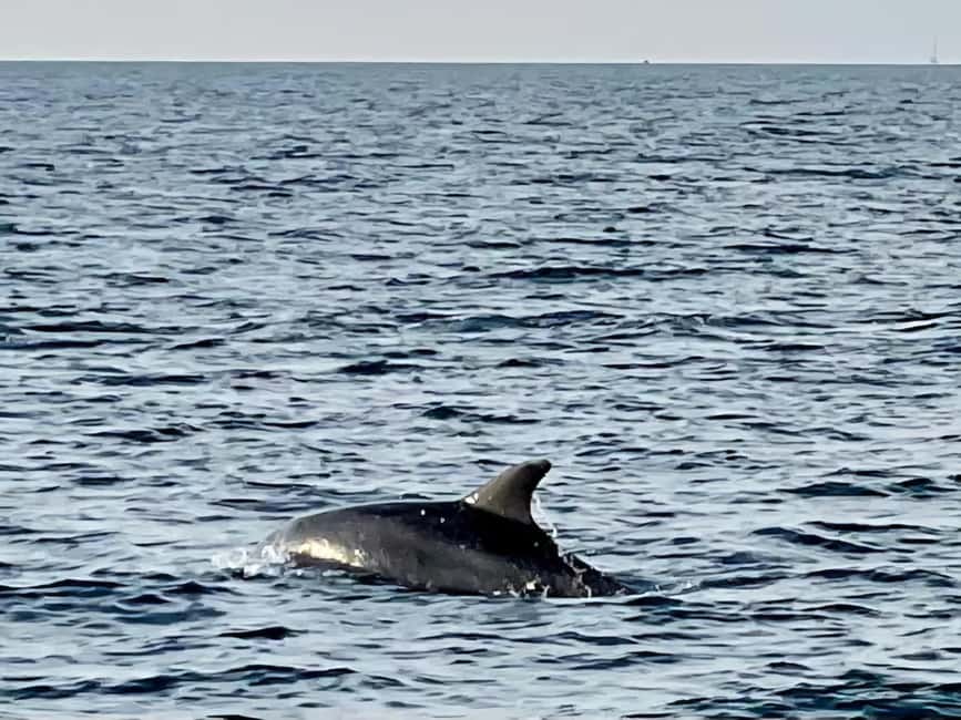 Dolphin Safari Boat Trip from Marina Funtana - Should you book Dolphin Safari from Marina Funtana?