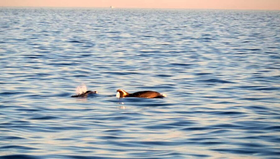 Dolphin Safari Boat Trip from Marina Funtana - 150 Minutes of island views near Vrsar and Funtana