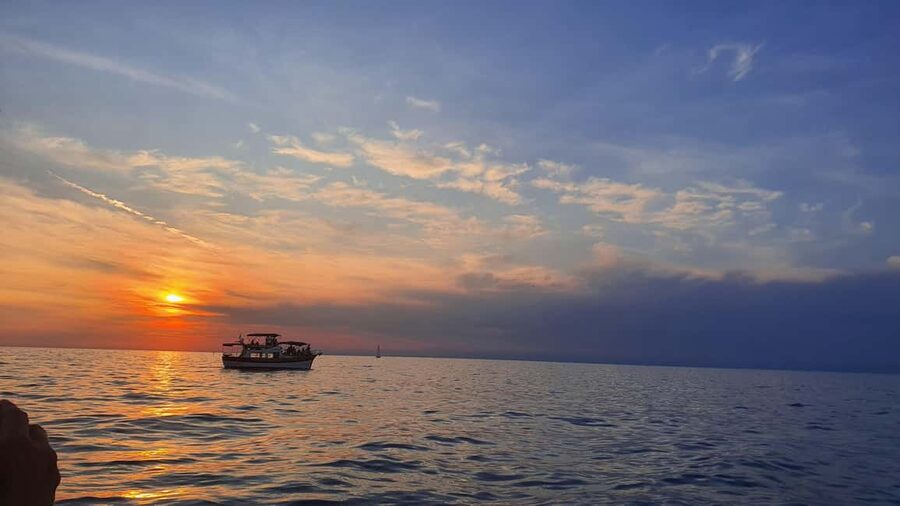 Dolphin safari every evening - Why the 19:00–20:00 dolphin hour works so well in Istria