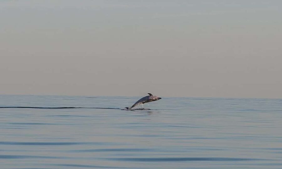 Dolphin safari every evening - The 2-hour skipper training course is for hands-on boaters