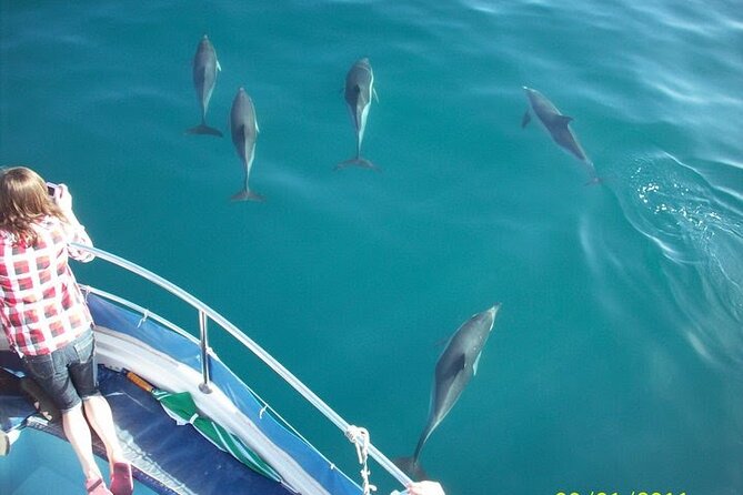 Dolphin Watching in Gibraltar Dolphin Safari V.I.P - Key points to know before you go