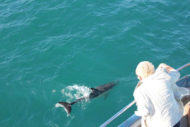 Dolphin Watching in Gibraltar Dolphin Safari V.I.P - The Gibraltar Strait by power boat: what the VIP cruise is really like