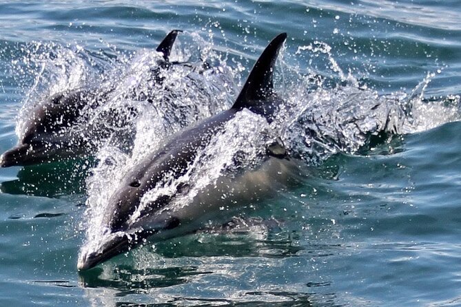 Dolphin Watching in Gibraltar Dolphin Safari V.I.P - Gibraltar, Spain, Morocco: the views you’ll actually notice