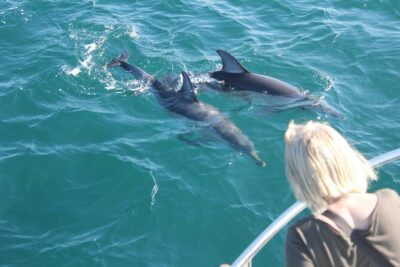 Dolphin Watching in Gibraltar Dolphin Safari V.I.P - Marina Bay timing: the practical side of a 2:00 pm cruise