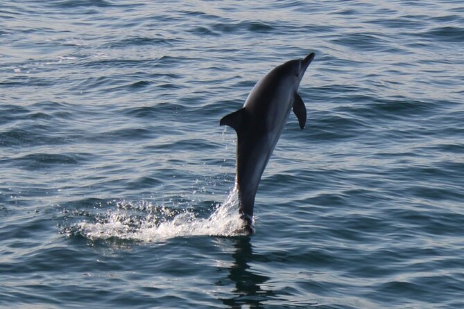 Dolphin Watching in Gibraltar Dolphin Safari V.I.P - VIP comfort at $34: does it feel like good value?