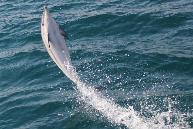 Dolphin Watching in Gibraltar Dolphin Safari V.I.P - Should you book this Gibraltar dolphin safari?