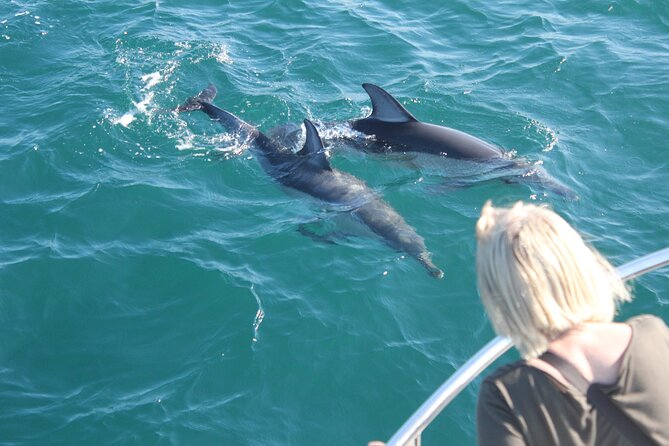 Dolphin Watching in Gibraltar Dolphin Safari V.I.P - Marina Bay timing: the practical side of a 2:00 pm cruise
