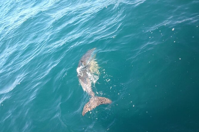 Dolphin Watching in Gibraltar with Dolphin Safari - Where You Meet Dolphin Safari in Marina Bay Square