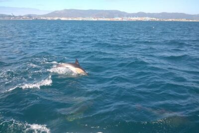 Dolphin Watching in Gibraltar with Dolphin Safari - Boarding Experience: Relaxed, Small-Boat, and Snack-Friendly