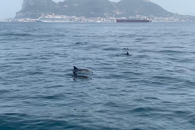Dolphin Watching in Gibraltar with Dolphin Safari - Views Around Gibraltar Bay: What You’ll Actually Notice