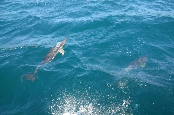 Dolphin Watching in Gibraltar with Dolphin Safari - Weather, Time, and Group Size: How to Plan Your Day