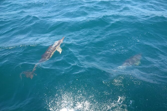 Dolphin Watching in Gibraltar with Dolphin Safari - Who This Dolphin Safari Works Best For