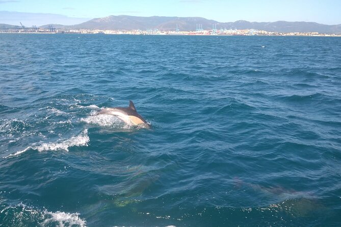 Dolphin Watching in Gibraltar with Dolphin Safari - Boarding Experience: Relaxed, Small-Boat, and Snack-Friendly