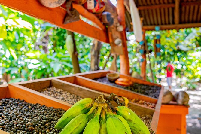 Dominican Republic Countryside Safari Tour from Punta Cana - A Dominican family home: coffee, cocoa, and mamajuana