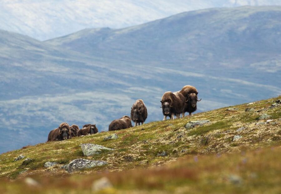 Dovrefjell National Park: Hiking Tour and Musk Ox Safari - Key points before you go