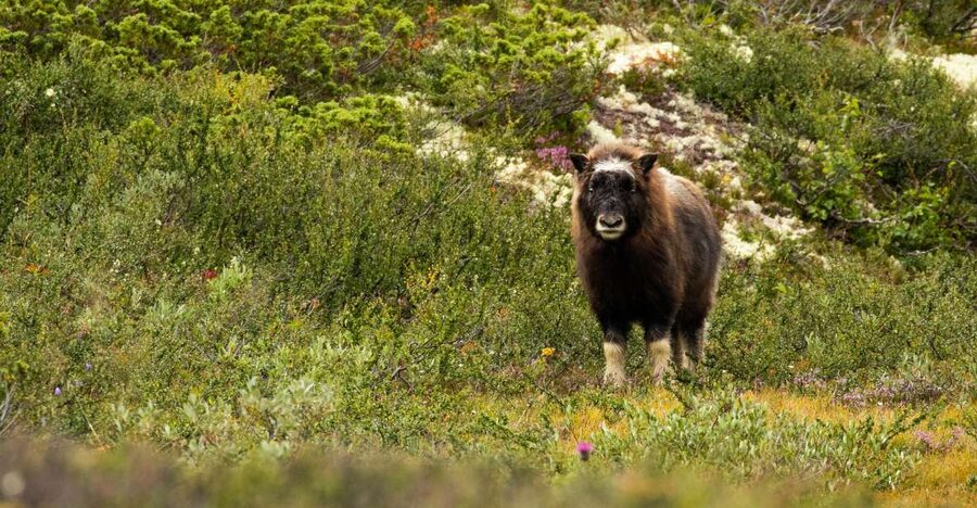 Dovrefjell National Park: Hiking Tour and Musk Ox Safari - Hiking through Dovrefjell: what the 6–15 km day really means
