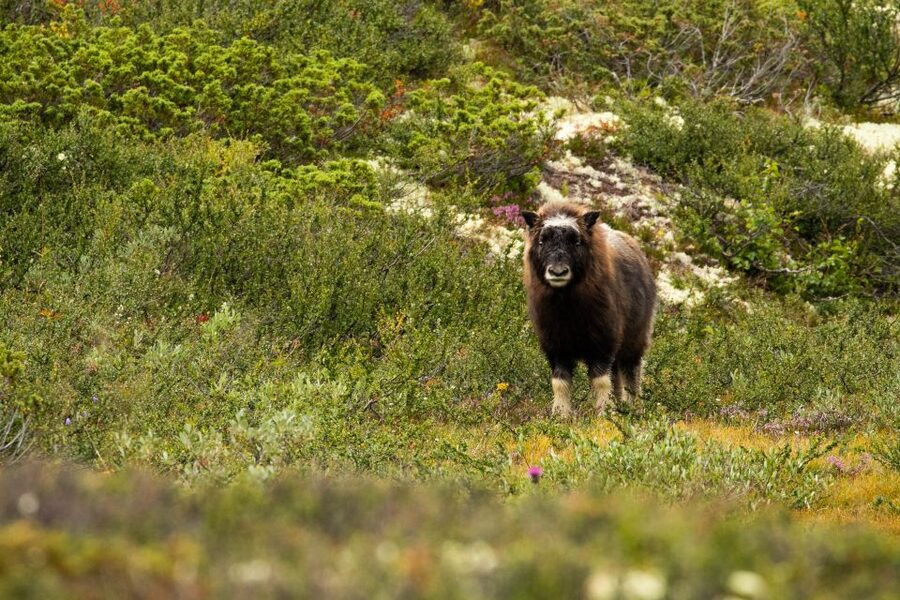 Dovrefjell National Park: Hiking Tour and Musk Ox Safari - Dogs on the hike: allowed, but distance rules still apply